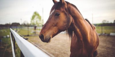 Rol gemeenteraad bij kruimelafwijkingen in omgevingsvergunningen