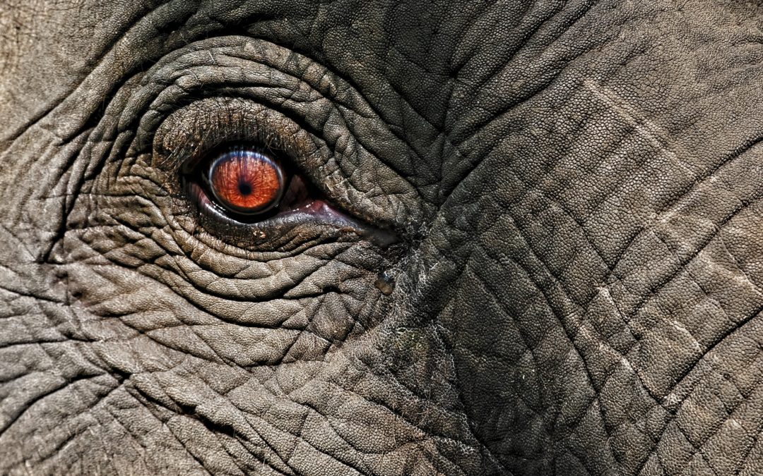 Over schriftelijke vragen: er is een olifant in deze kamer